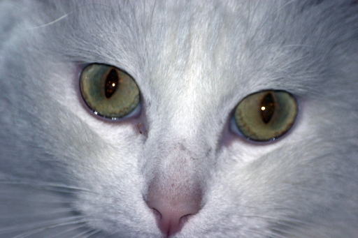 Cleo