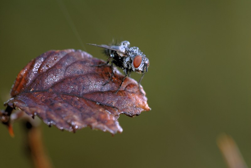 Dittero comune (Mosca)