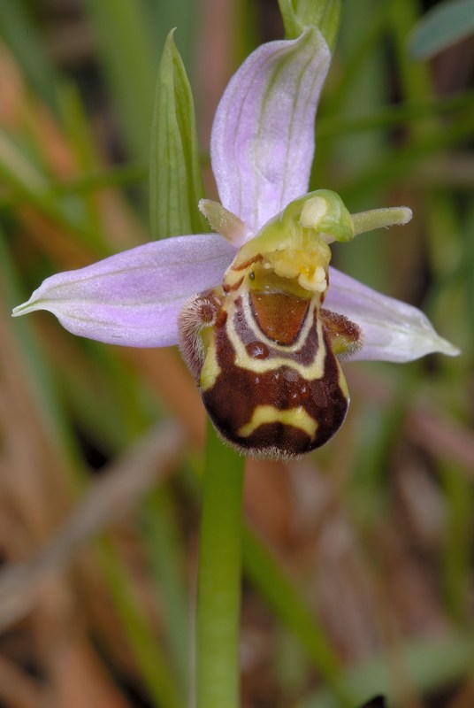 Ophrys apifera