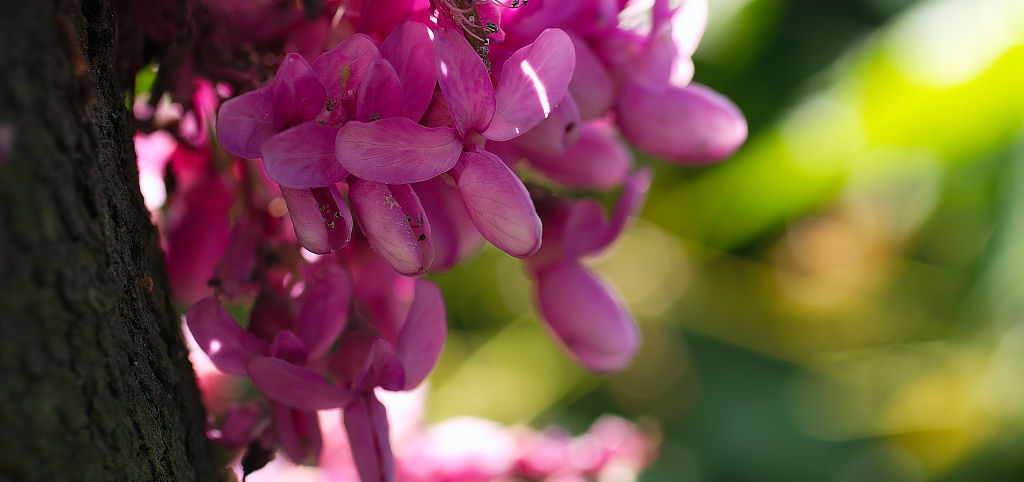 Fiore