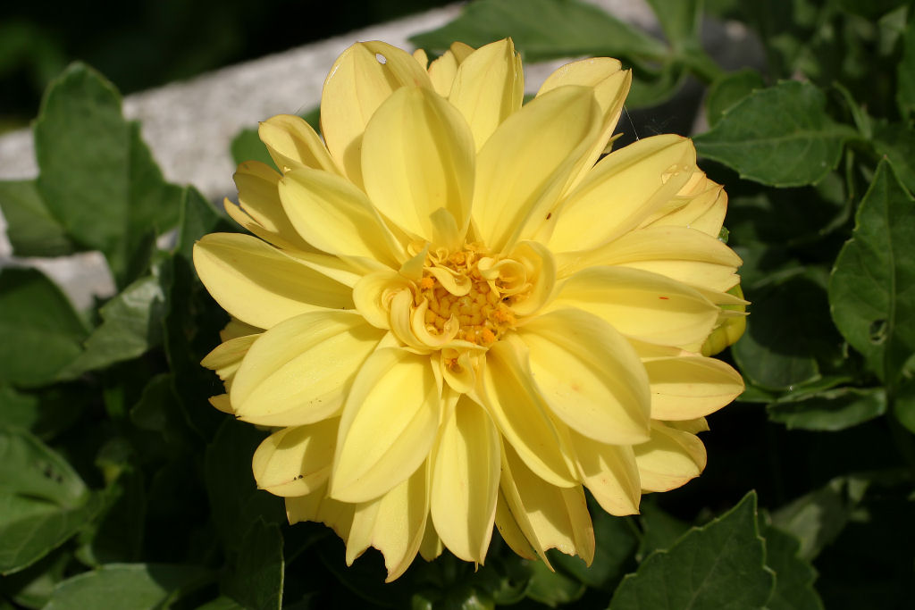 ...Yellow