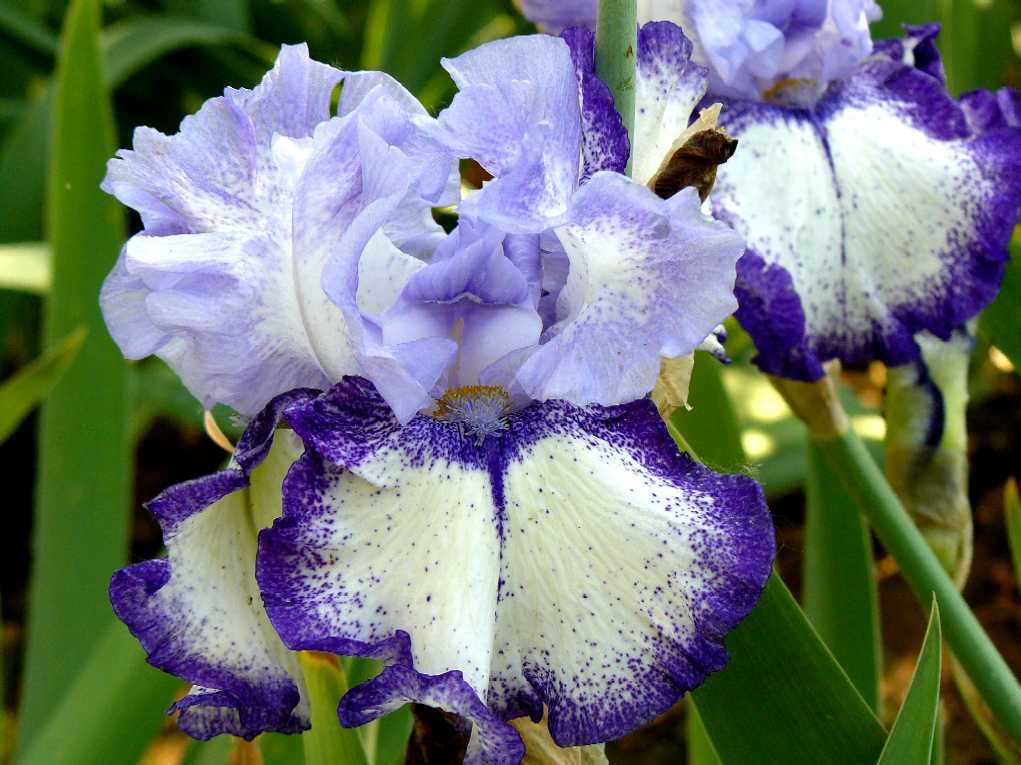 Iris 2