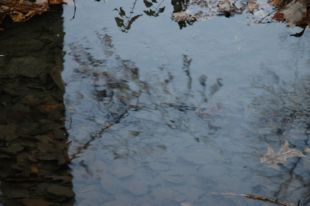riflessi d'autunno