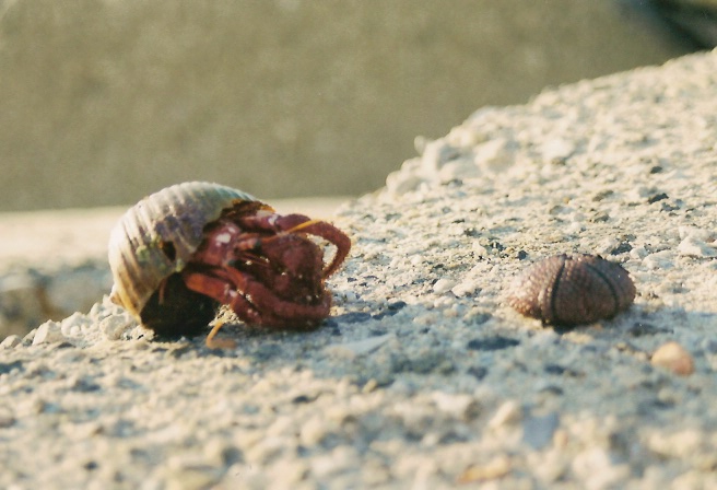 mare