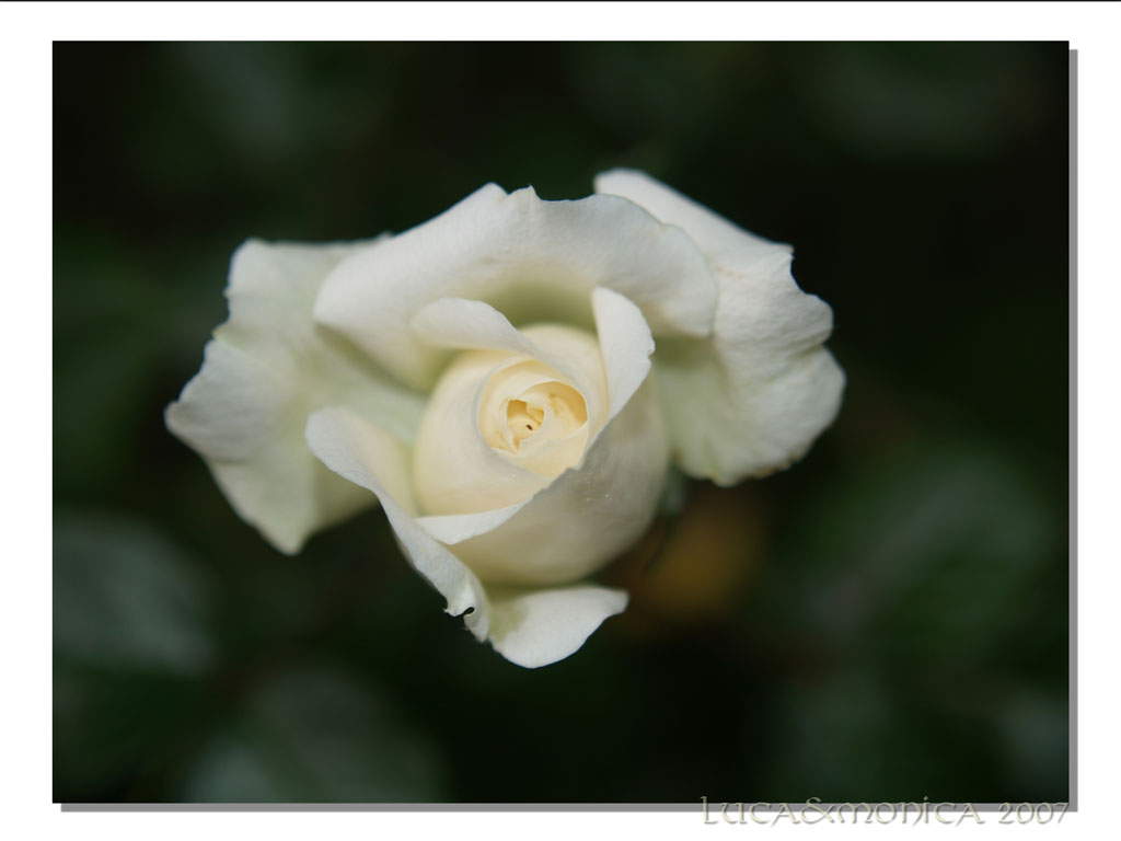White Rose