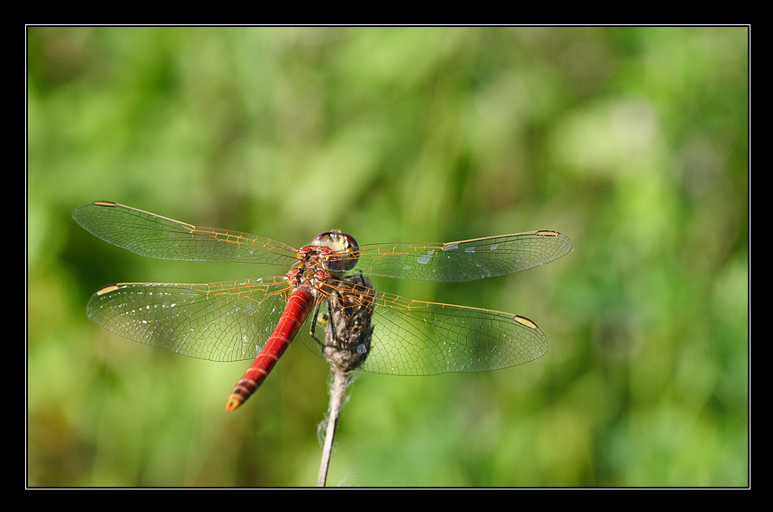 dragonfly in red