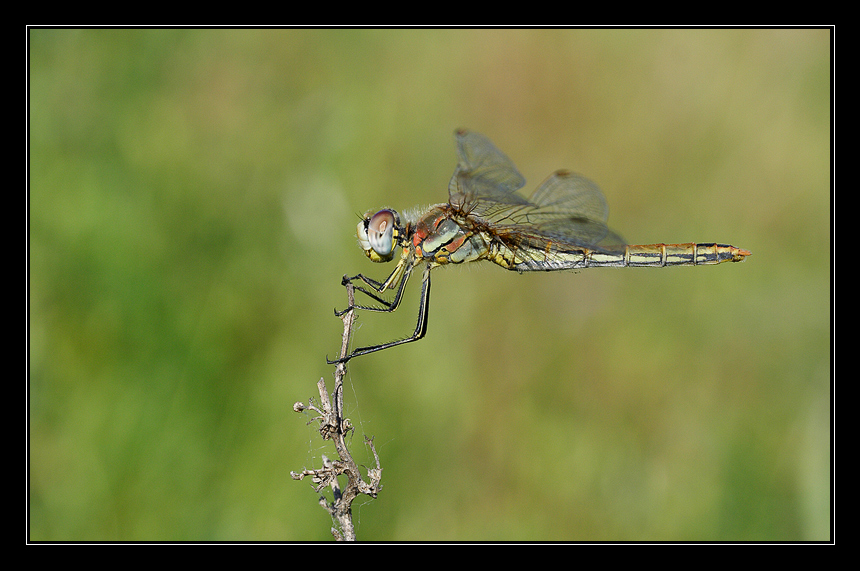 dragonfly in the green