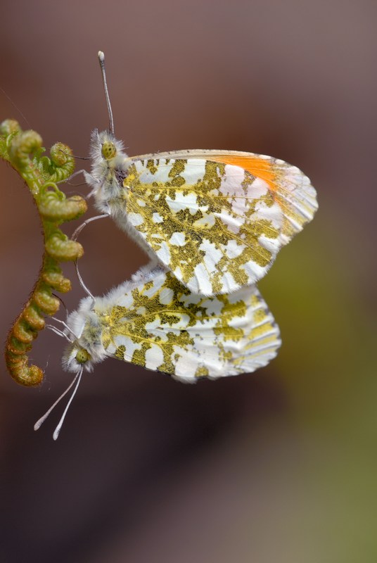 Aurora Anthocharis cardamines