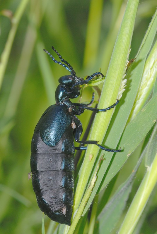 Coleottero Meloe violaceus