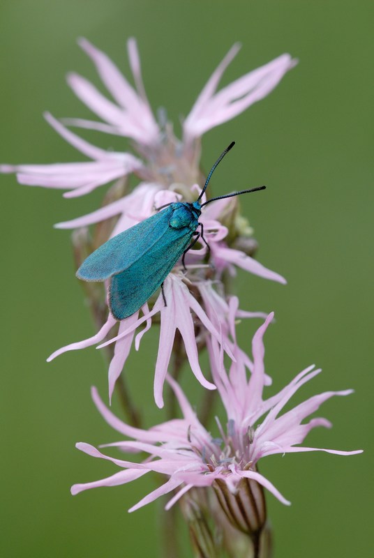 Zygaenidae Procridinae