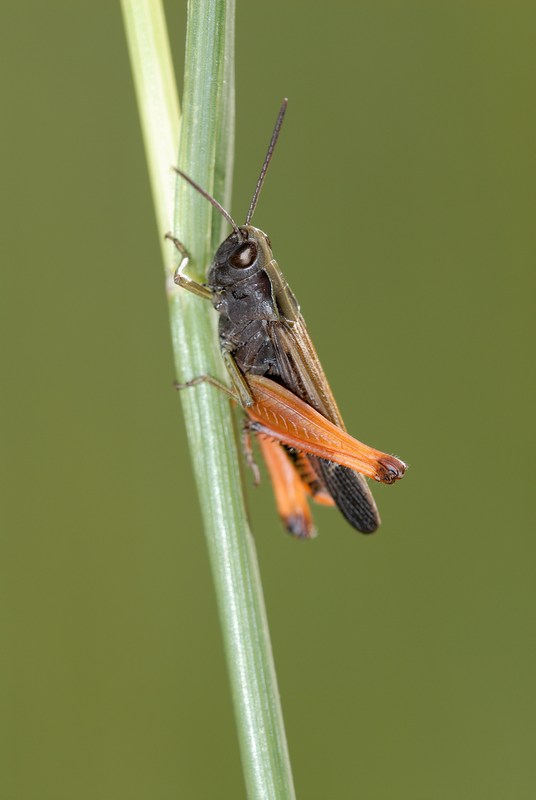 Acrididae