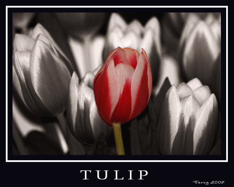 Tulip