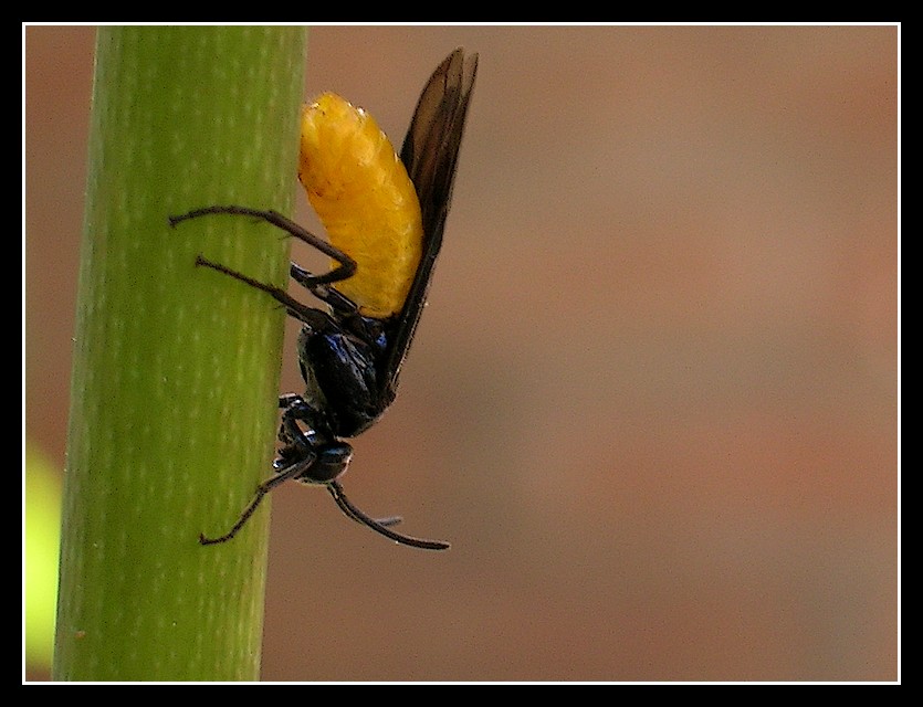 Un pancino giallo come il sole 2
