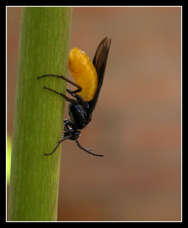 Un pancino giallo come il sole 1