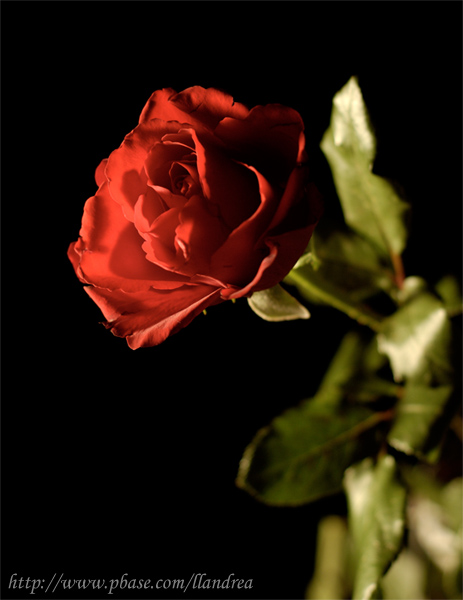 Rosa notturna
