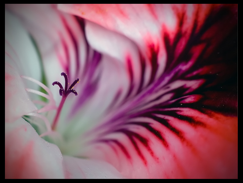 fiore