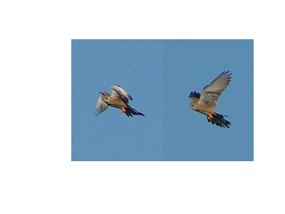 gheppio in volo