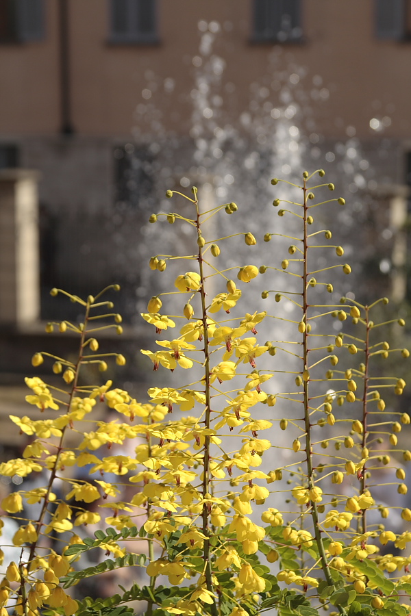 Fiori