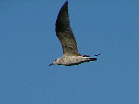 gabbiano