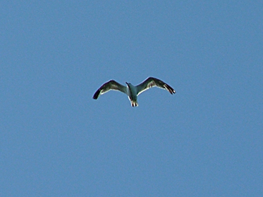 gabbiano3