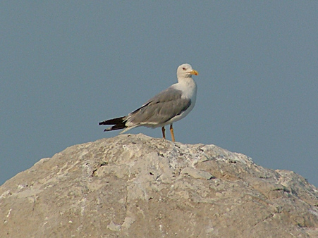 gabbiano4