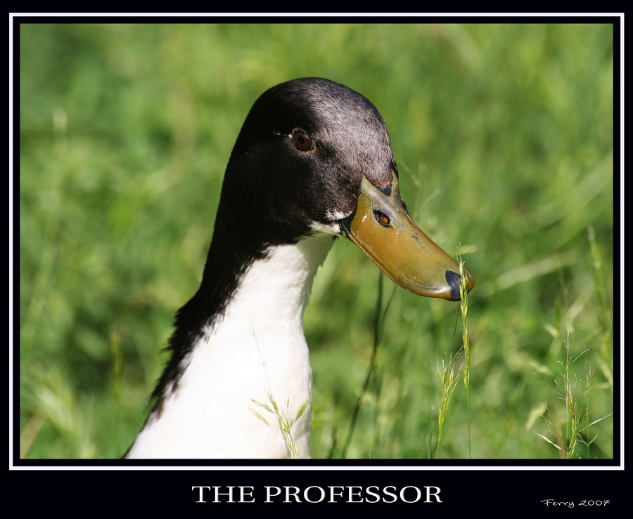 Il Professore