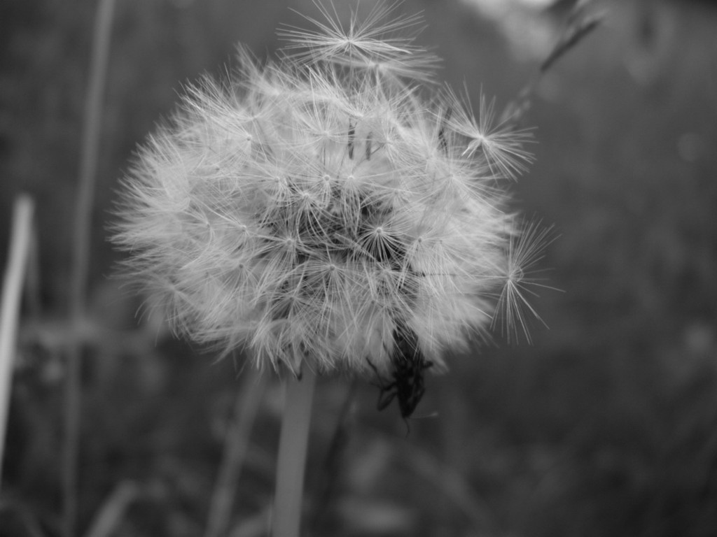 Soffione