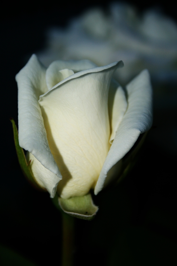 Rosa Bianca