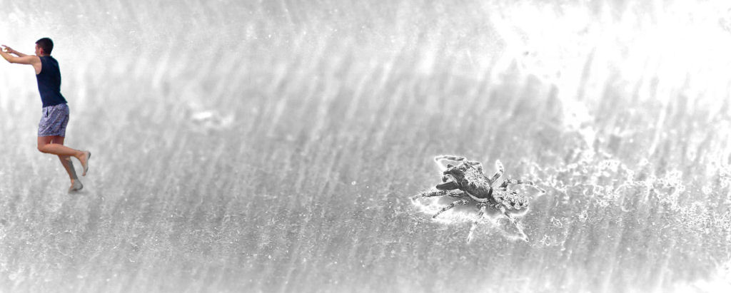 Cromo Spider