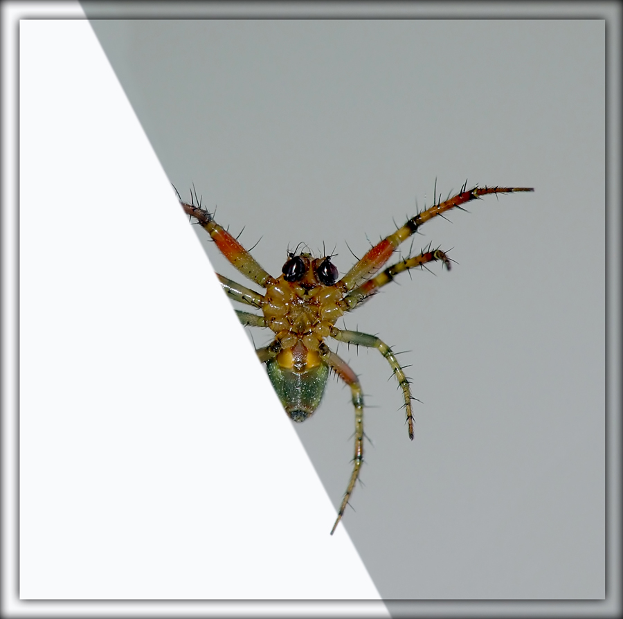 Coloratissimo4