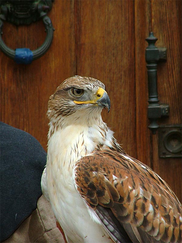 aquila