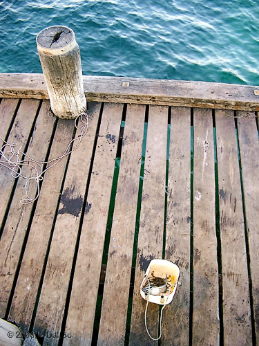 Crabs