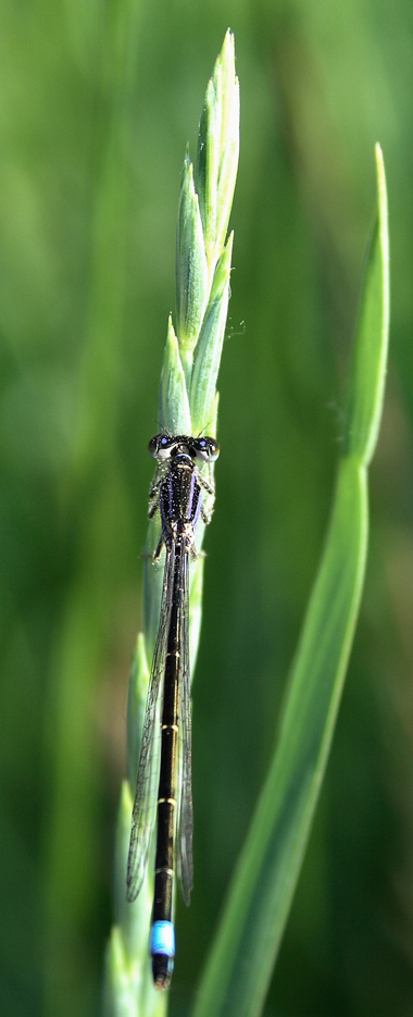 allineata