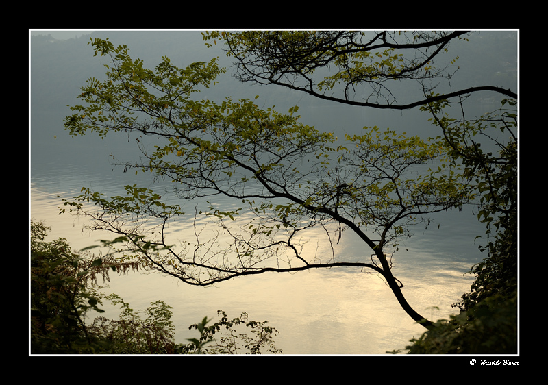 Albero sul lago