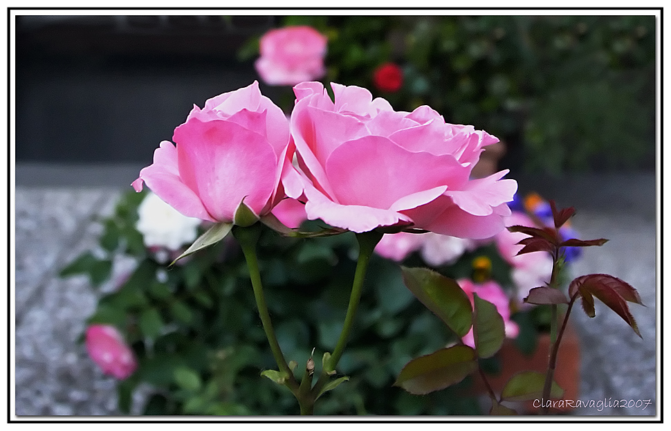 Il Colore....rosa