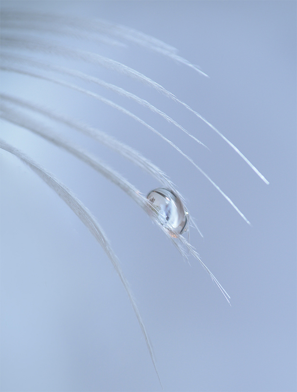 pearl of life