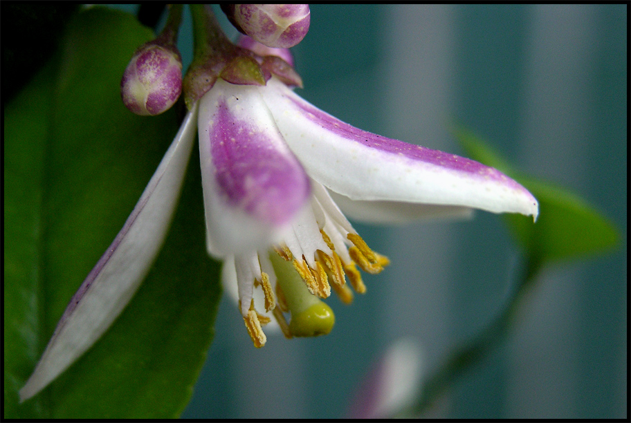 Fiore di limone (1)