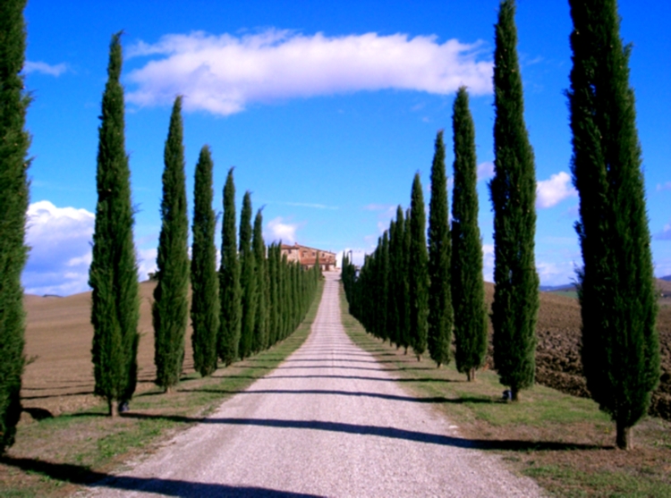 cipressi