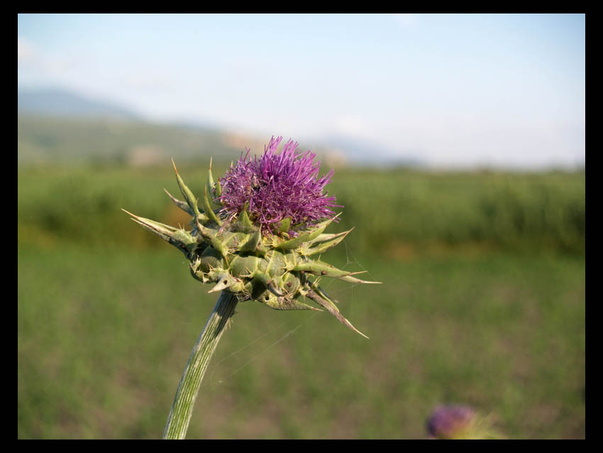 Fiore di palude.