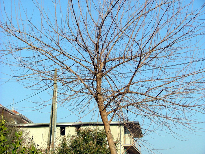 Albero di fronte casa