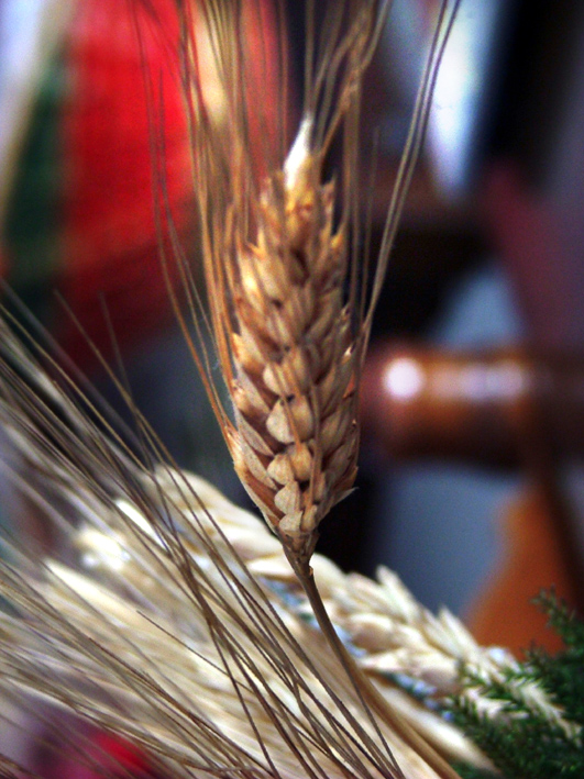Macro La spiga