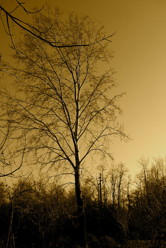 albero sepia