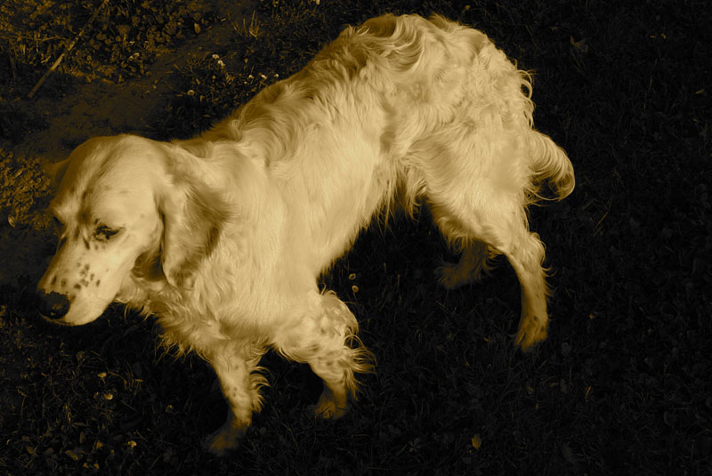 setter inglese