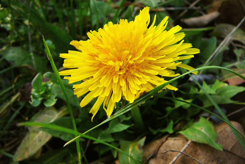 fiore giallo