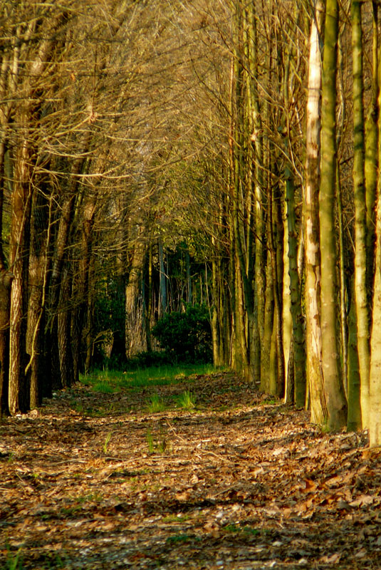 viale