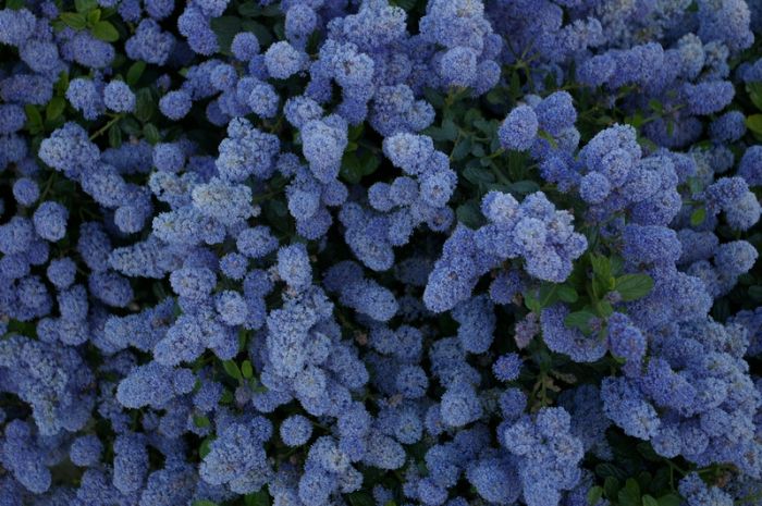 FIORI