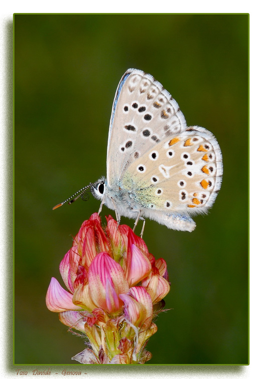 farfalla 3 - vert.