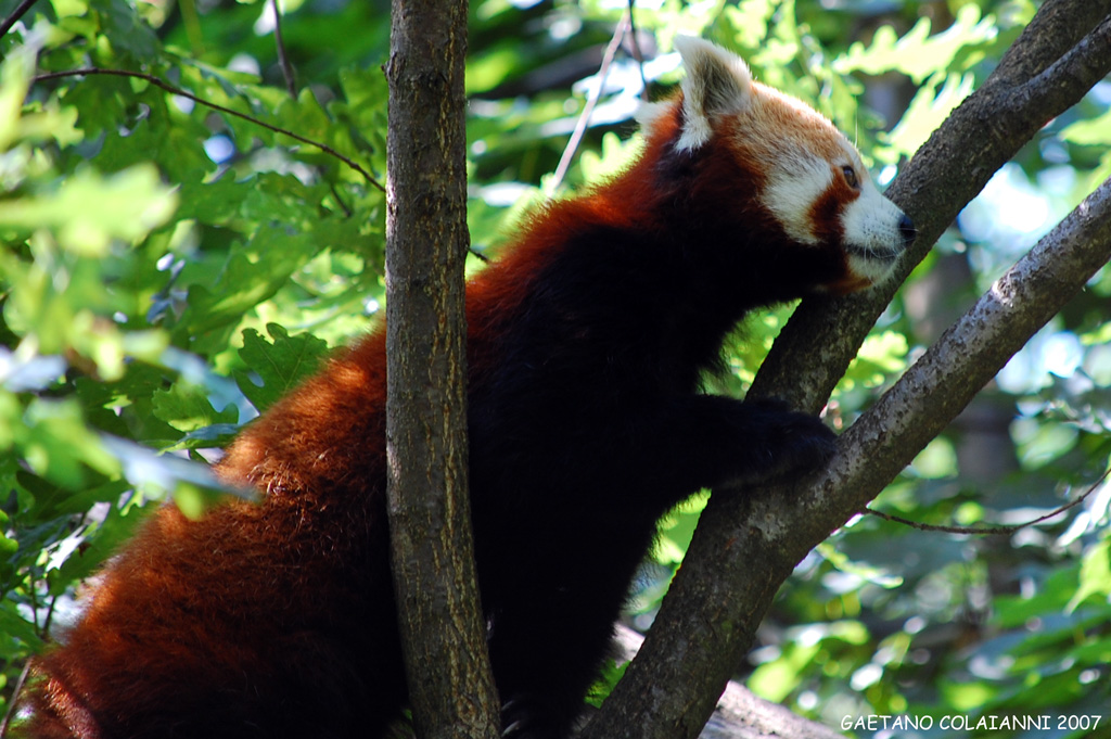 Panda Minore