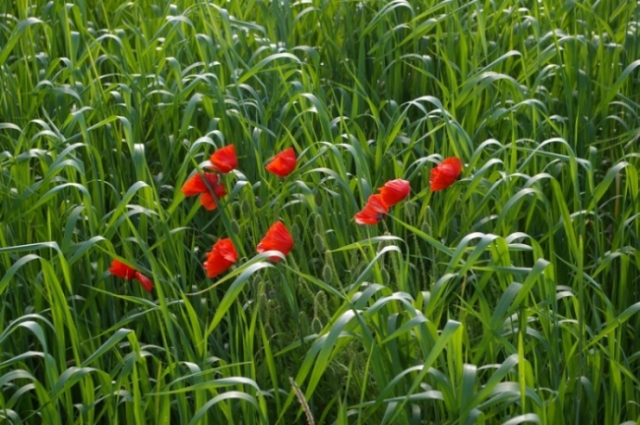 PAPAVERI 1