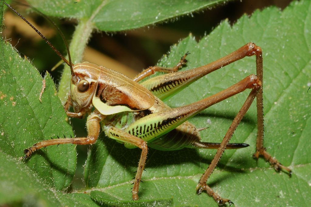cavalletta